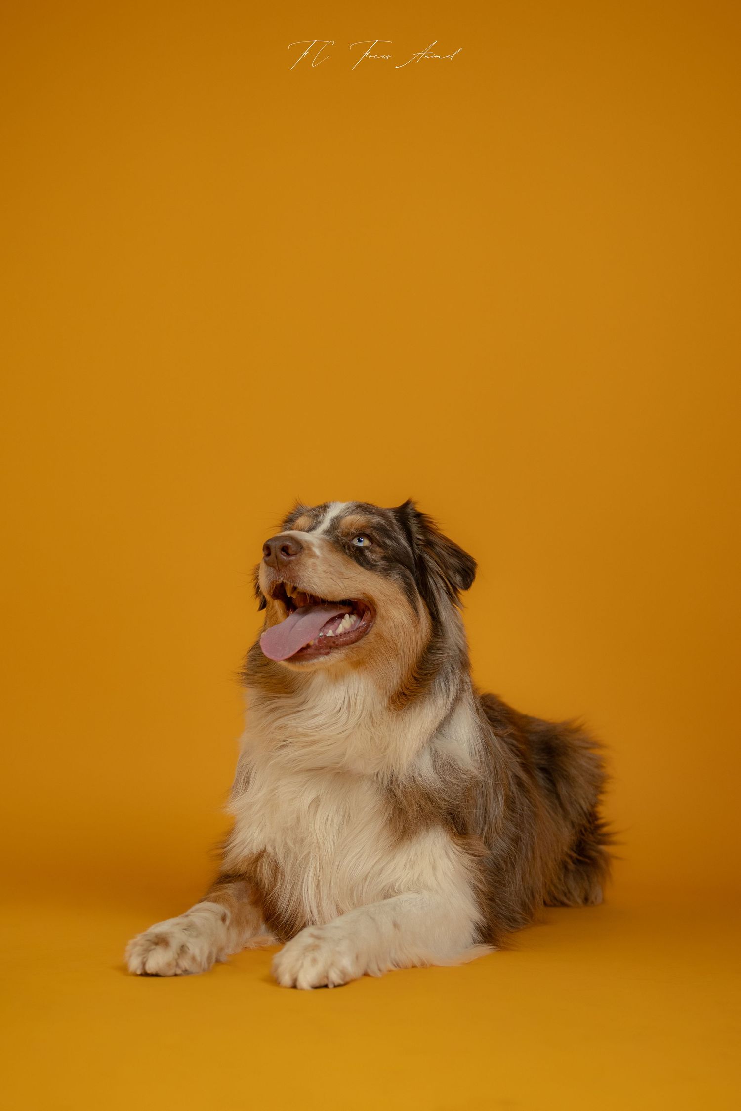 Chien / berger australien / studio