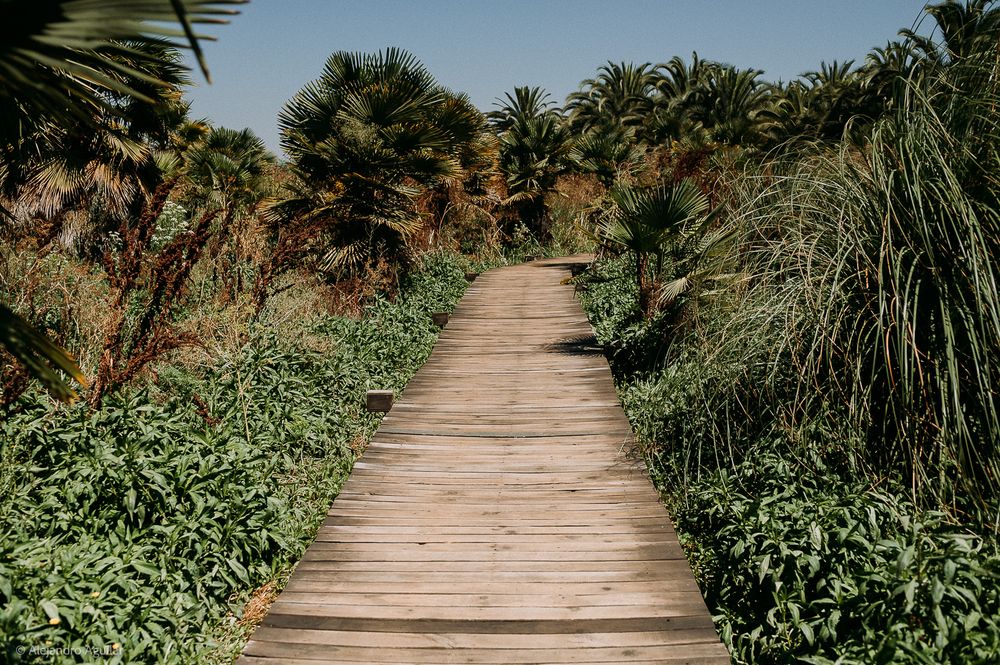 A wooden boardwalk path leads through lush tropical greenery and palm trees under a clear blue sky.