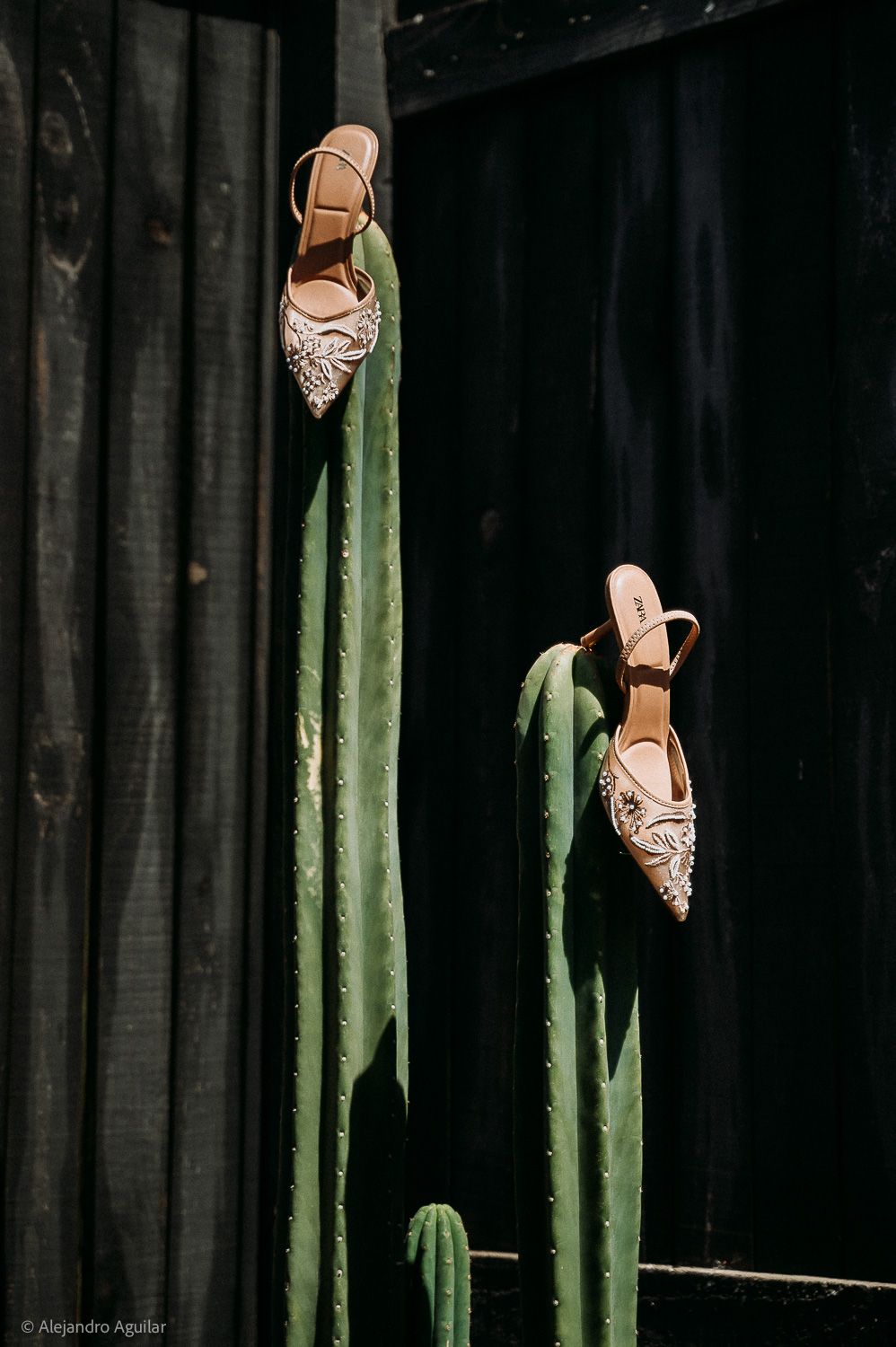 Two ornate bridal heels balanced on tall green cacti against a dark wooden backdrop.