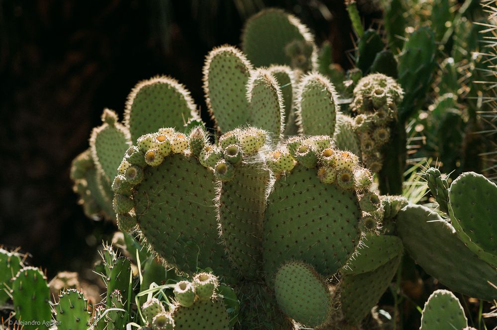 Close-up of a green prickly pear cactus with budding fruits in natural sunlight.