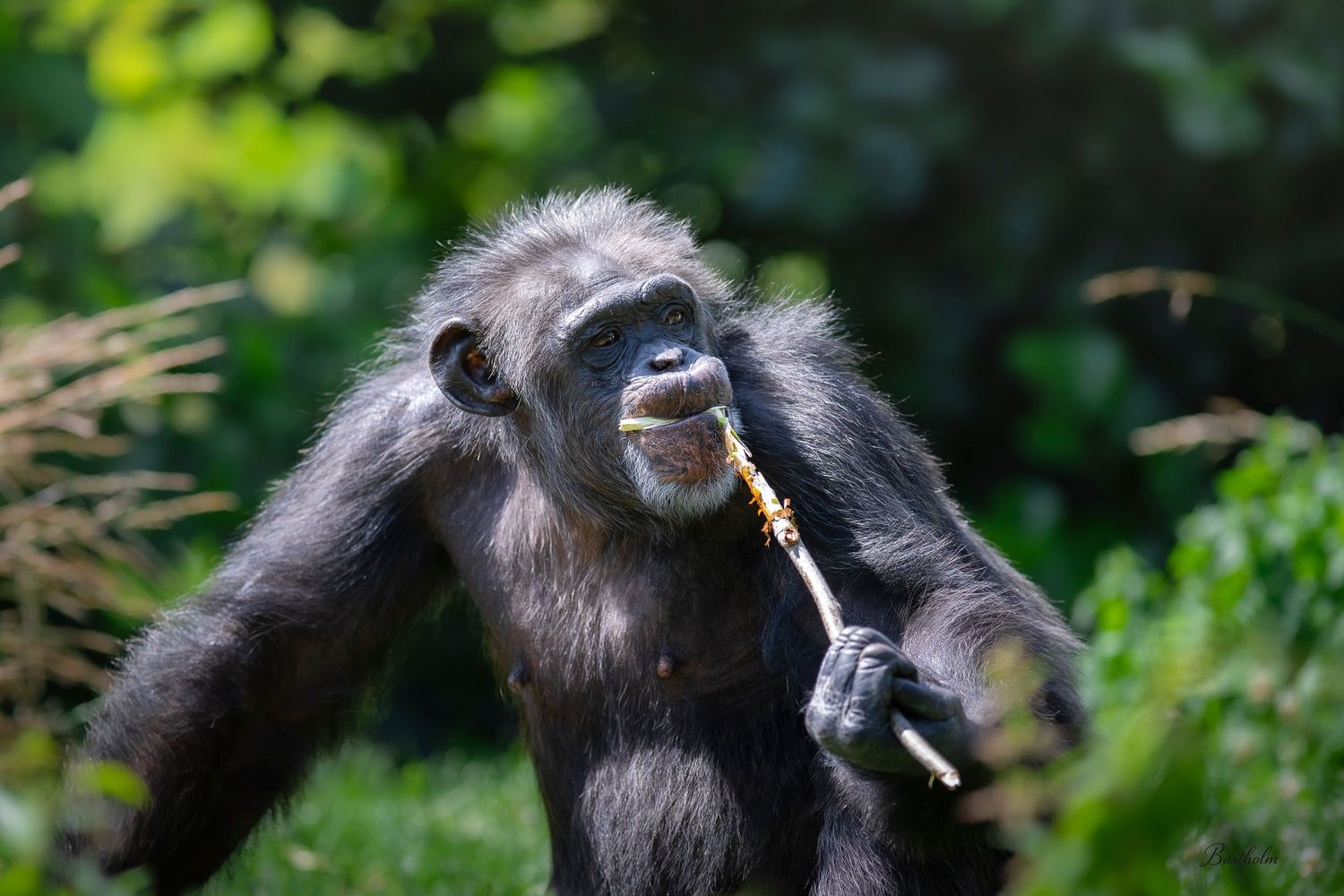 A chimpanzee holds a small stick while sitting among green foliage in a natural habitat.