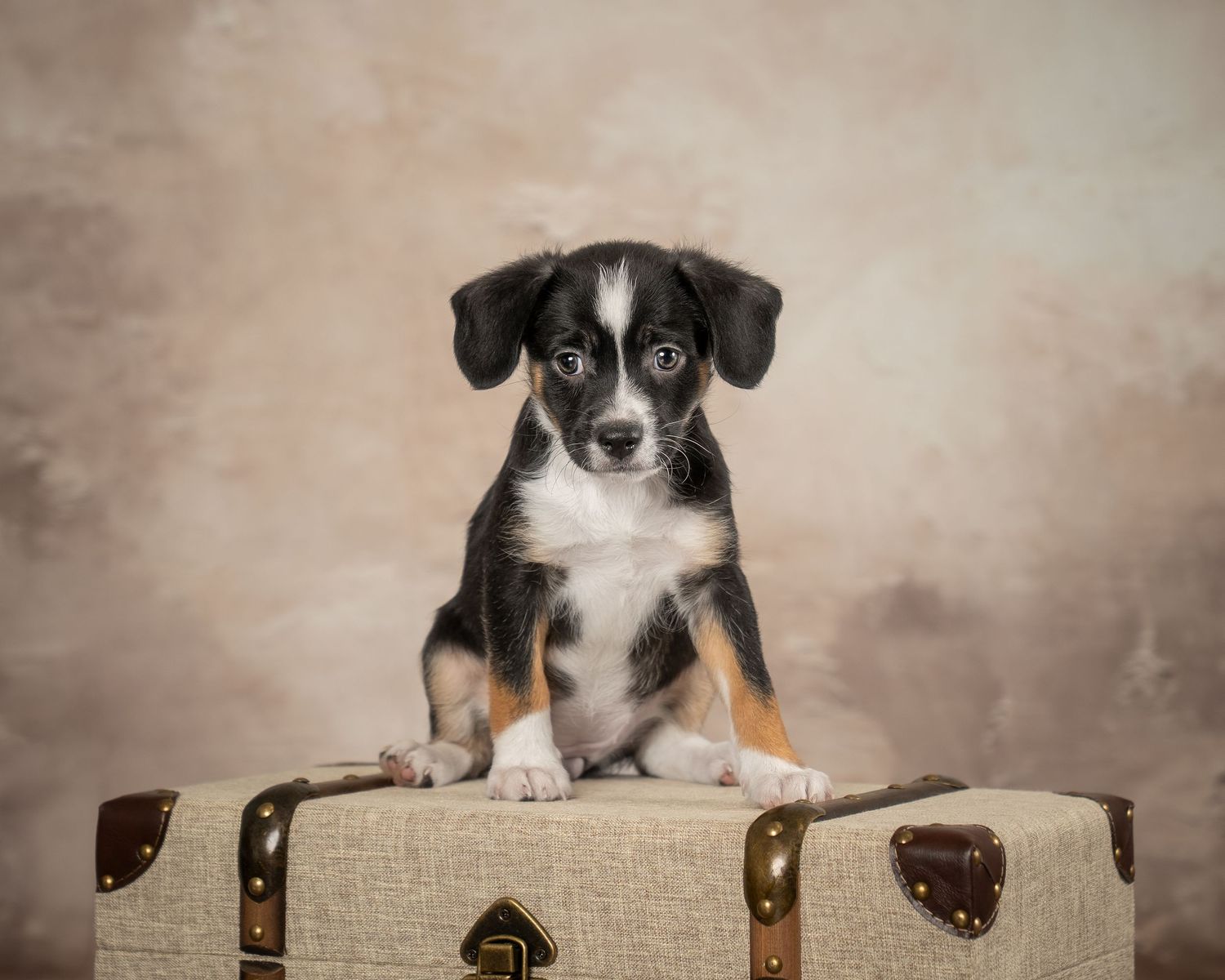 Adorable black and white puppy with tan markings sitting on a vintage fabric trunk against a beige backdrop.