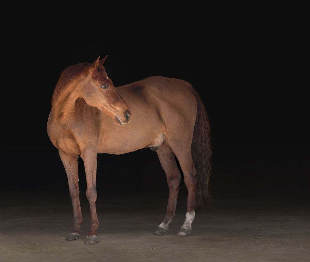 Striking portrait of a horse on a black background, showcasing its grace and beauty. Perfect for equine art enthusiasts