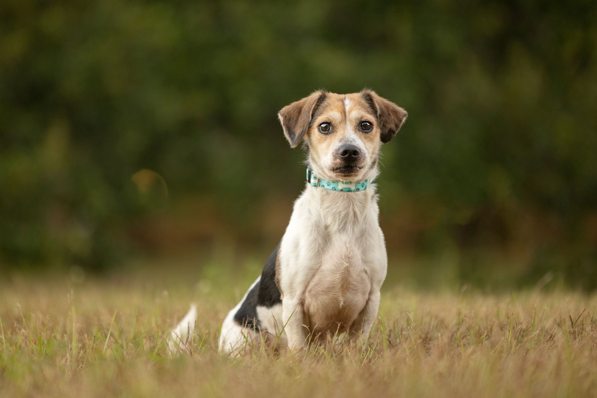 Tampa dog photographer creating fine-art portraits