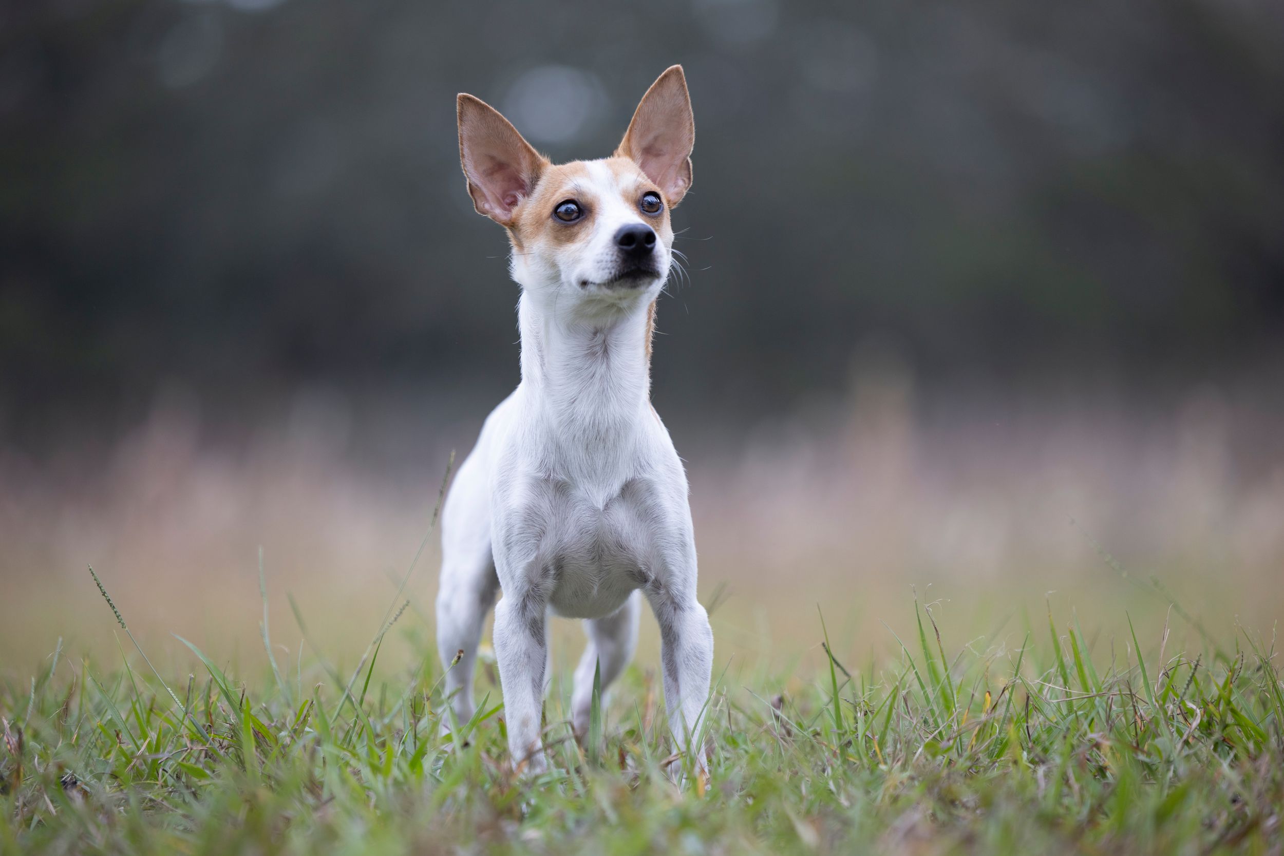 Tampa dog photographer creating fine-art portraits