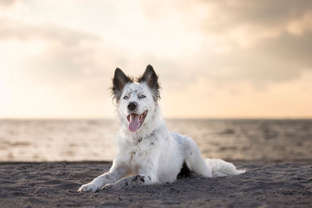 Stunning image of a beautiful deaf dog laying on a peaceful sandy beach, bathed in the warm glow of a breathtaking sunset.