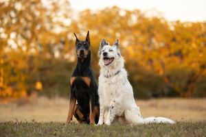 Tampa dog photographer creating fine-art portraits