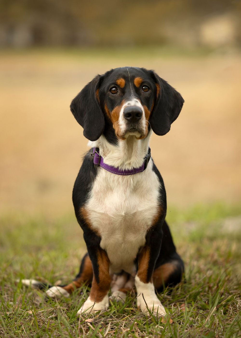 Tampa dog photographer creating fine-art portraits
