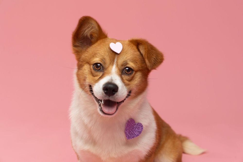 Charming portrait of a cute puppy with tiny heart decorations attached to its fur, set against a soft pink background.