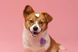 Charming portrait of a cute puppy with tiny heart decorations attached to its fur, set against a soft pink background.