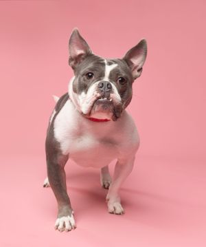 Adorable dog in front of pink backdrop