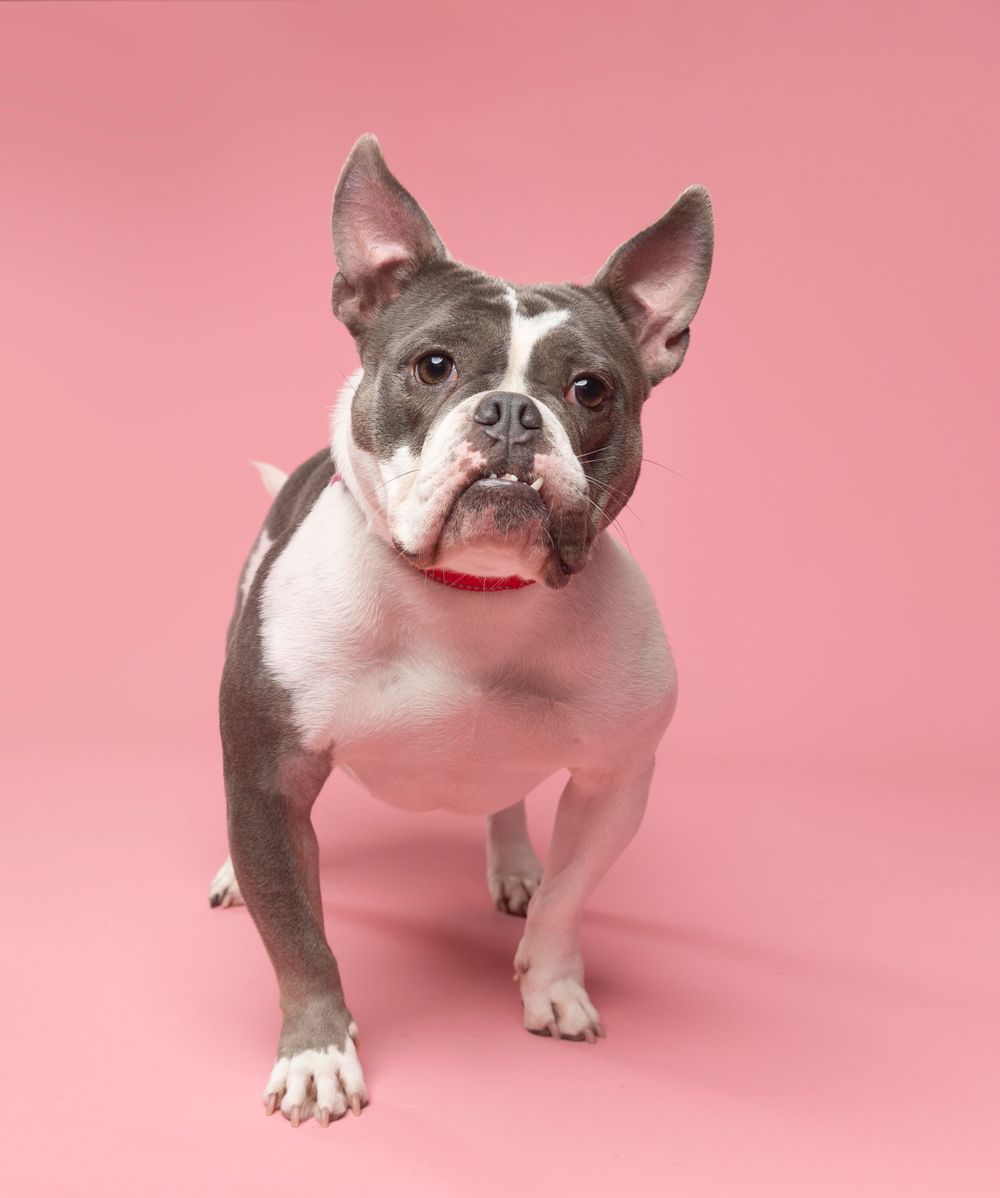 Adorable dog in front of pink backdrop