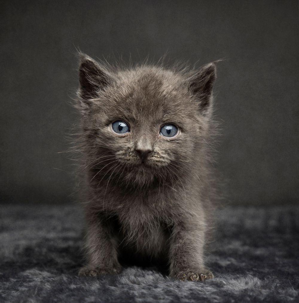 Charming fine art portrait of a little kitten against a soft grey background, highlighting its delicate features and expressive eyes.
