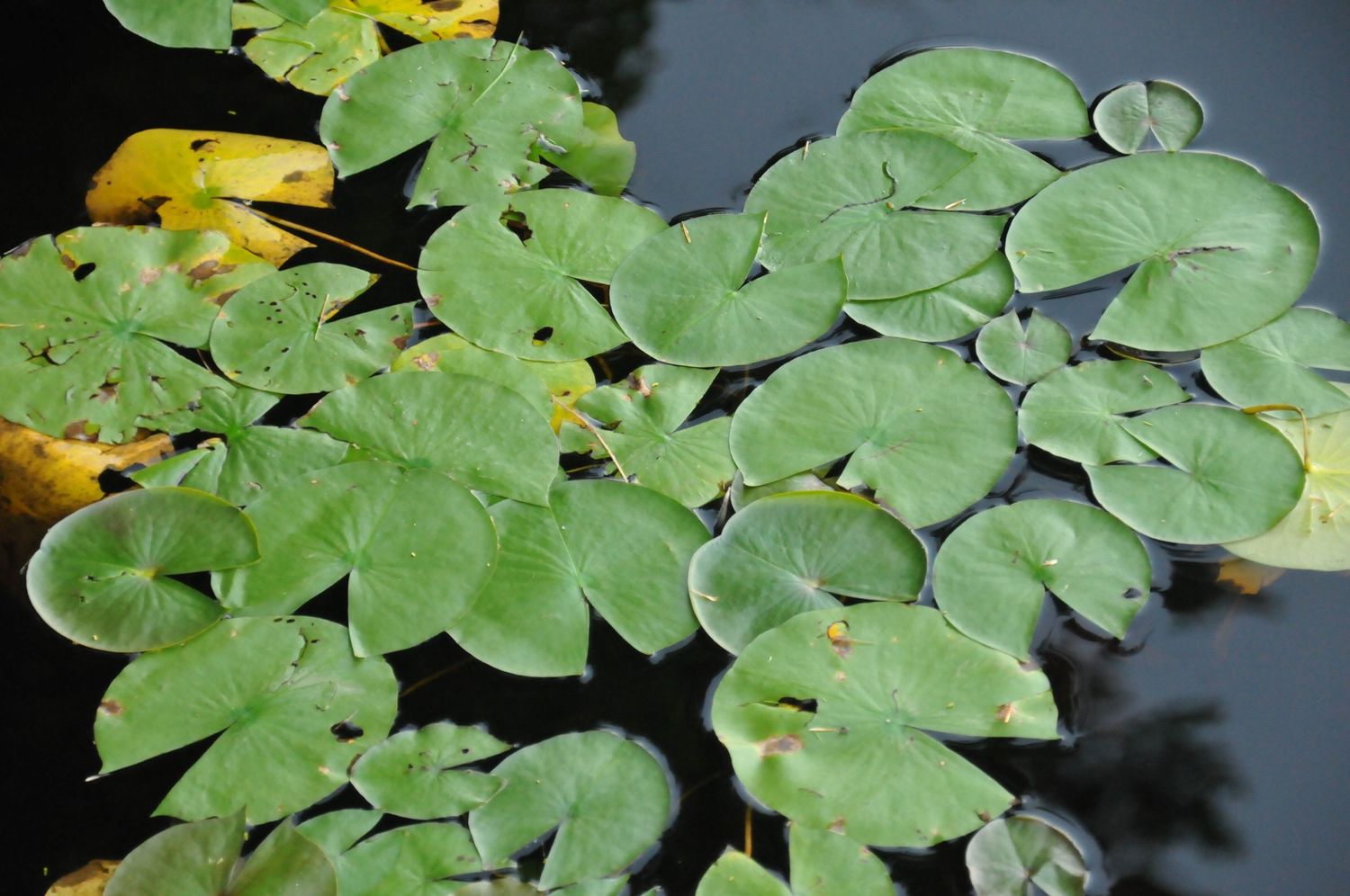 Lilly pads on the dark rich surface of camp one lake