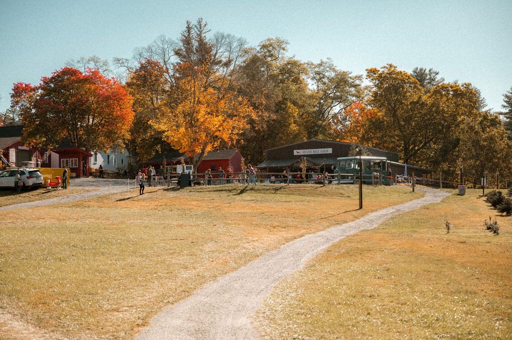 Rural autumn landscape with golden grass and scattered trees lining a road under orange fall foliage.