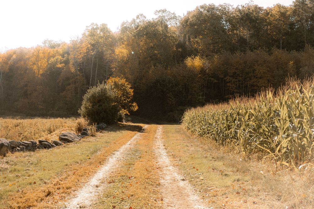 Panoramic view of a dirt trail winding through autumn foliage and golden fields at sunset.