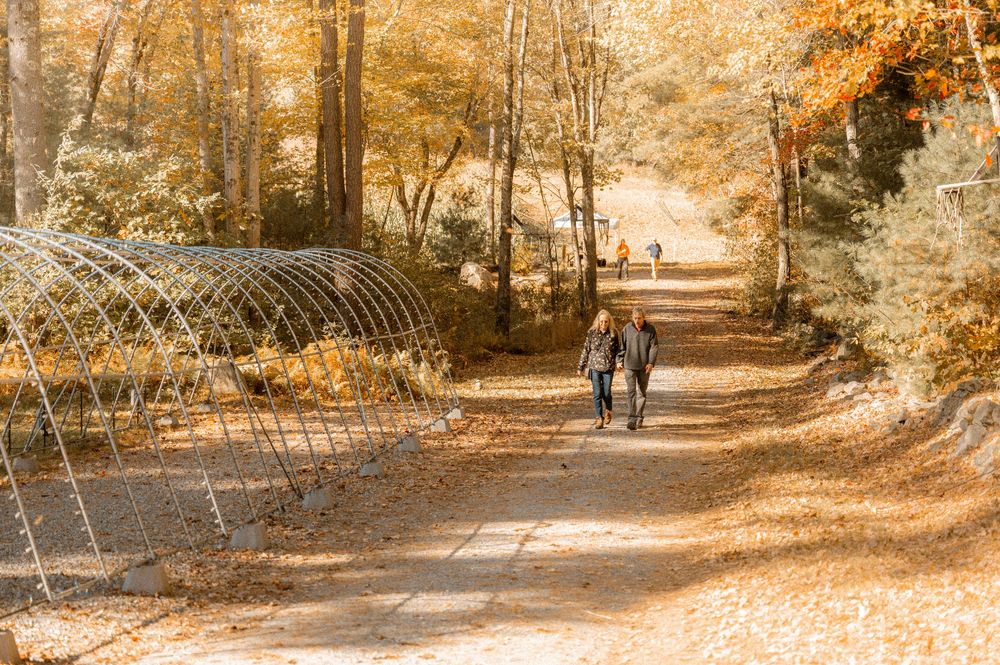 People walk along a golden autumn path lined with tall trees casting dappled sunlight on the ground.