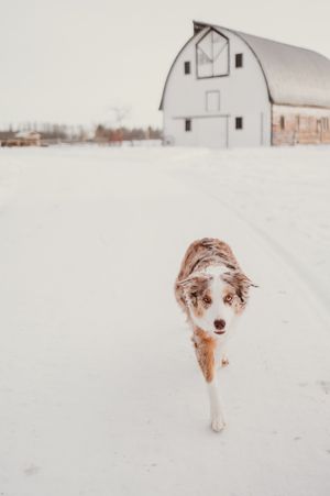 A series of snowy winter scenes showing a dog playing in deep snow with white barns in the background.