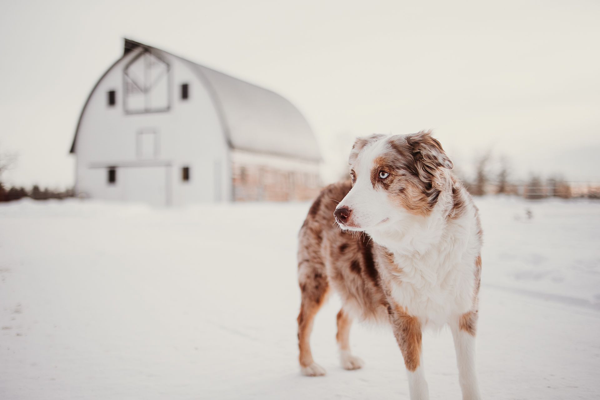 A person and horse walk together through a snowy winter landscape with a white barn in the background.