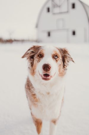 Australian shepherd dog with brown and white fur looks directly at camera against snowy white background.