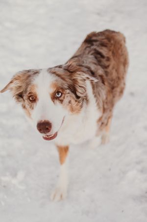 Red merle Australian shepherd plays in snow with joyful expression and fluffy coat.