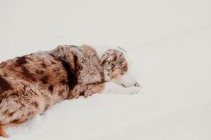 A brown and white dog lying down with a relaxed posture on a light colored surface.