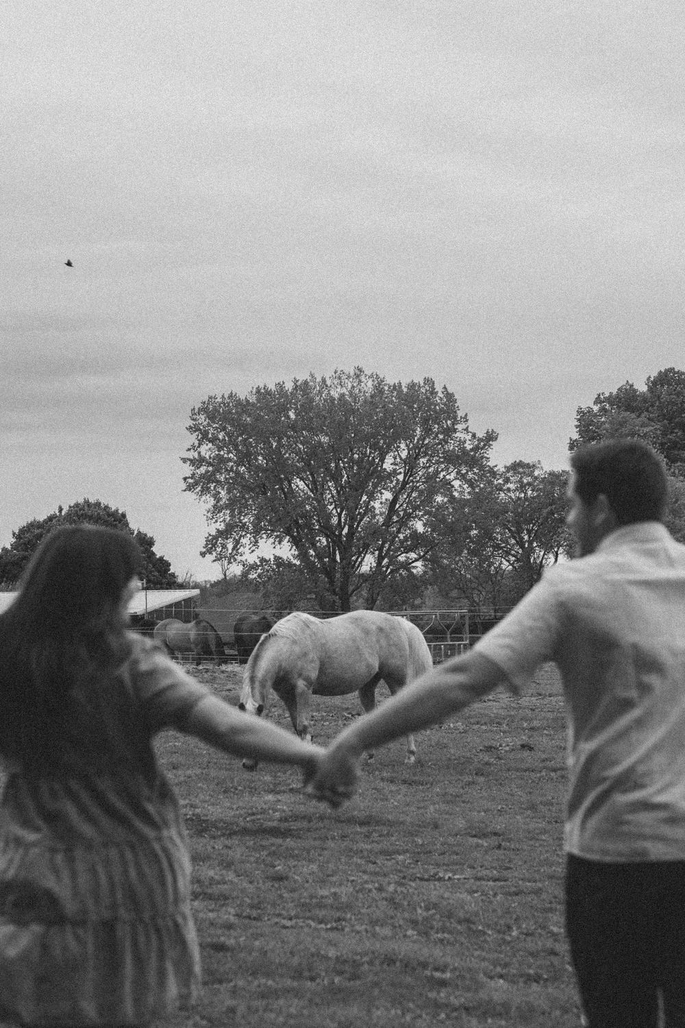 Black and white photo of a couple holding hands in a field with a white horse grazing near trees.