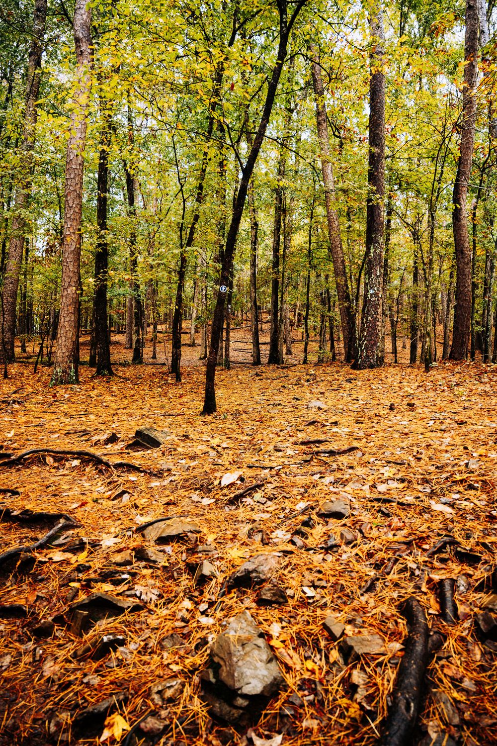 Autumn forest trail covered in fallen orange leaves with scattered rocks and tall trees in golden sunlight.