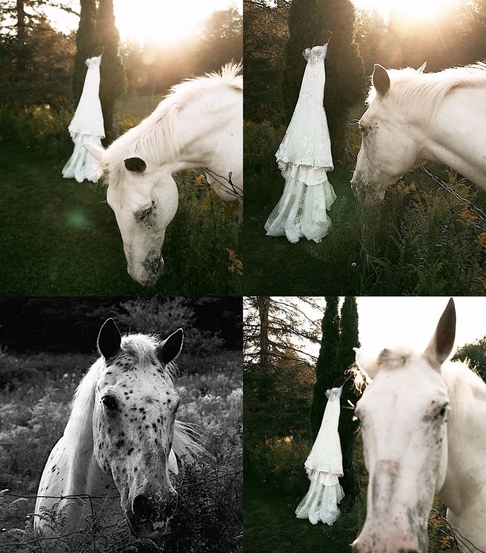 horses