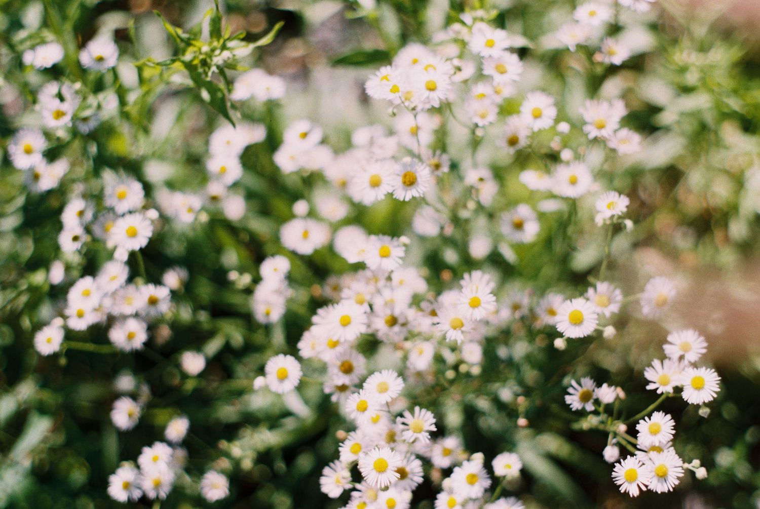 florals in columbus ohio  photographed by life by jude photography / judith sumner