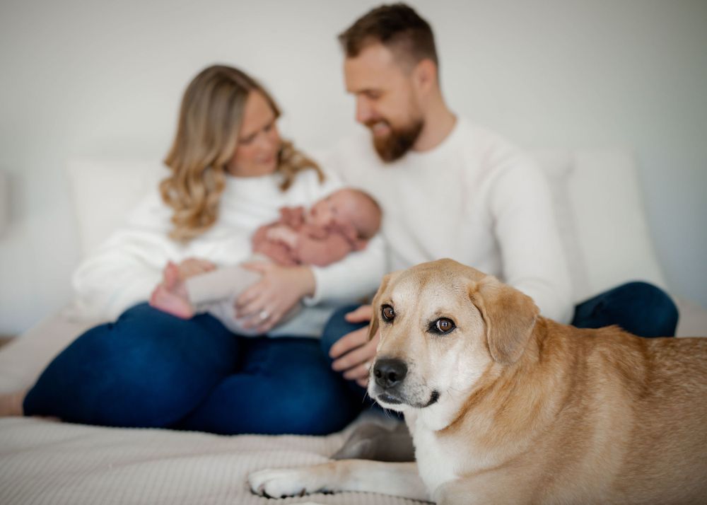 Family with newborn baby and golden dog on bed.