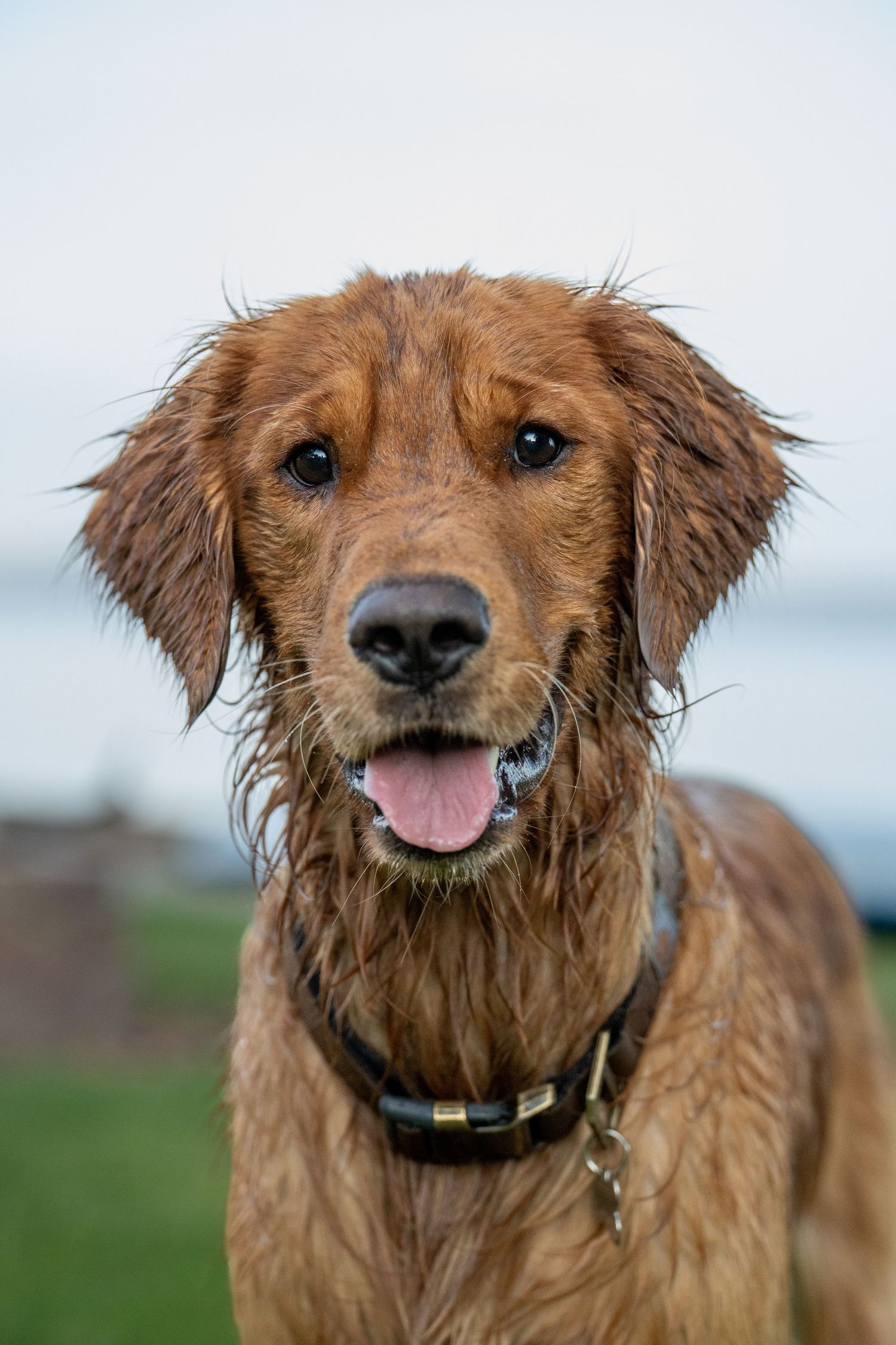 Happy Dog