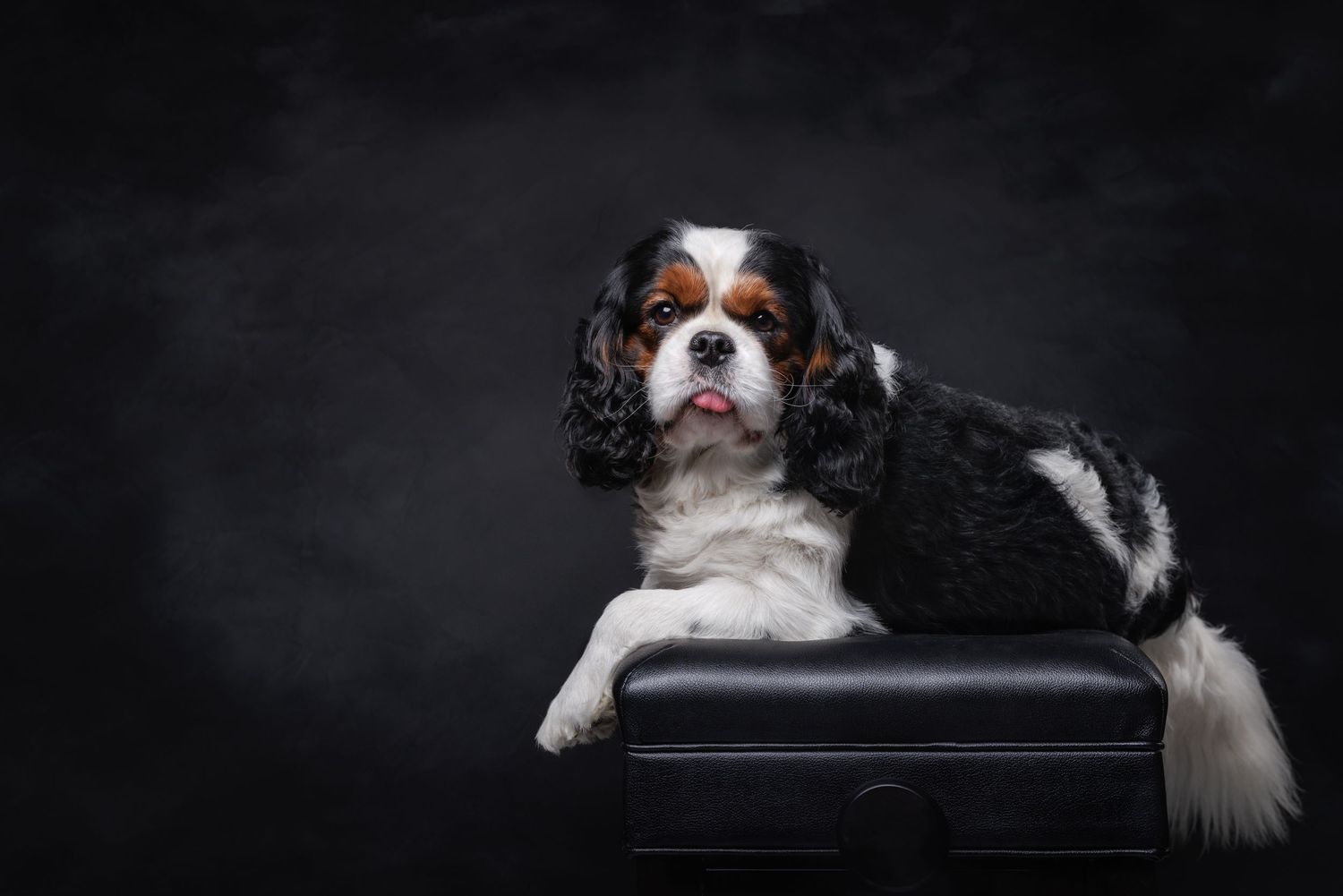 Studio style portrait of Elliot a Champion Cavalier King Charles Spaniel who graced this earth until 2026. The best boy ever.