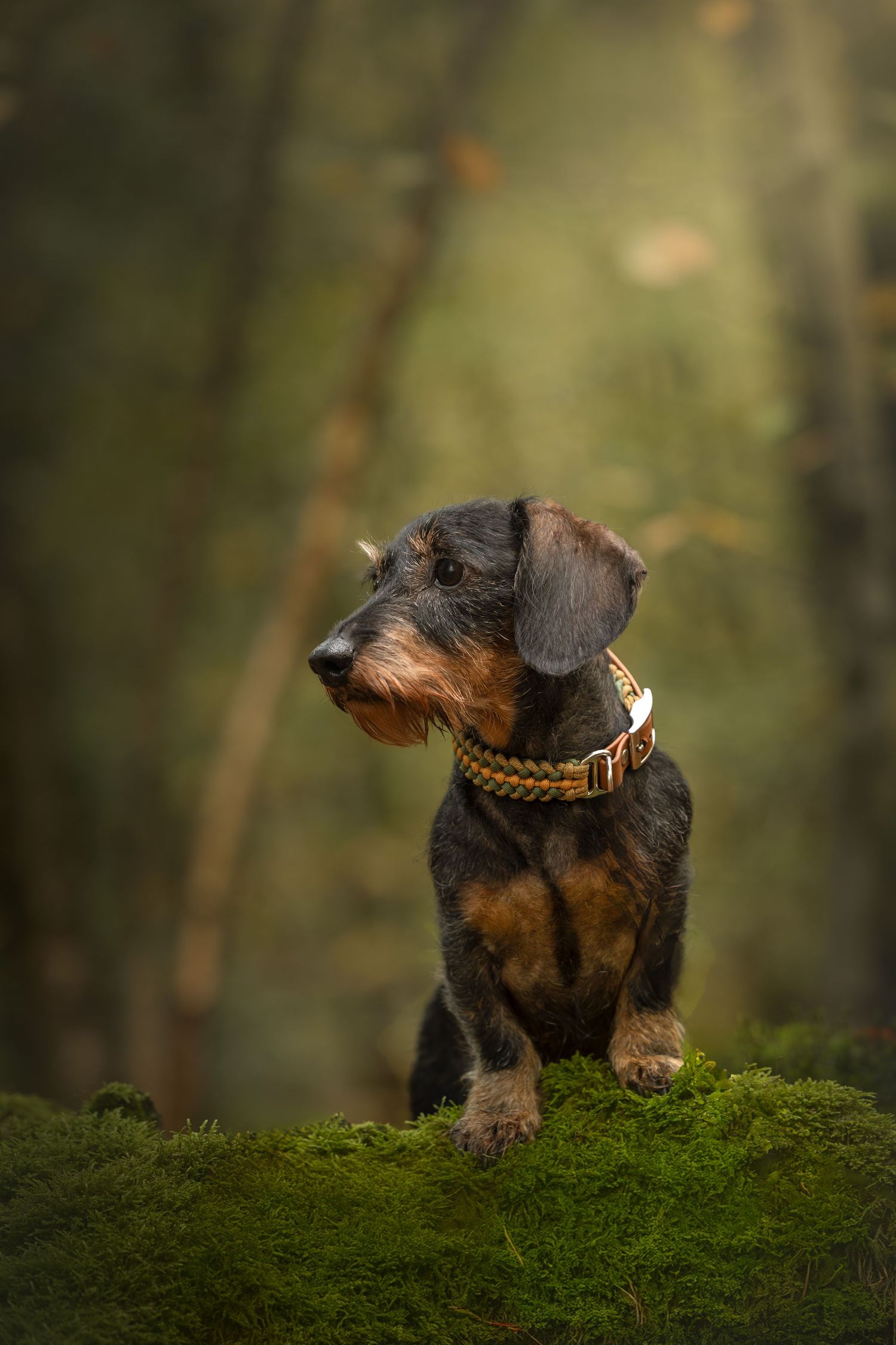 Onze knappe Kobus, een ruwharige dwergteckel mocht ook een keertje model staan in de bossen bij Doorn.
