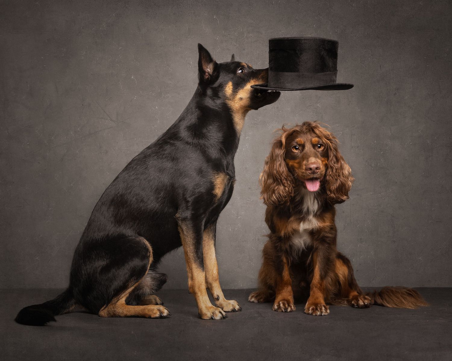 Group of different dog breeds sitting together for a portrait.