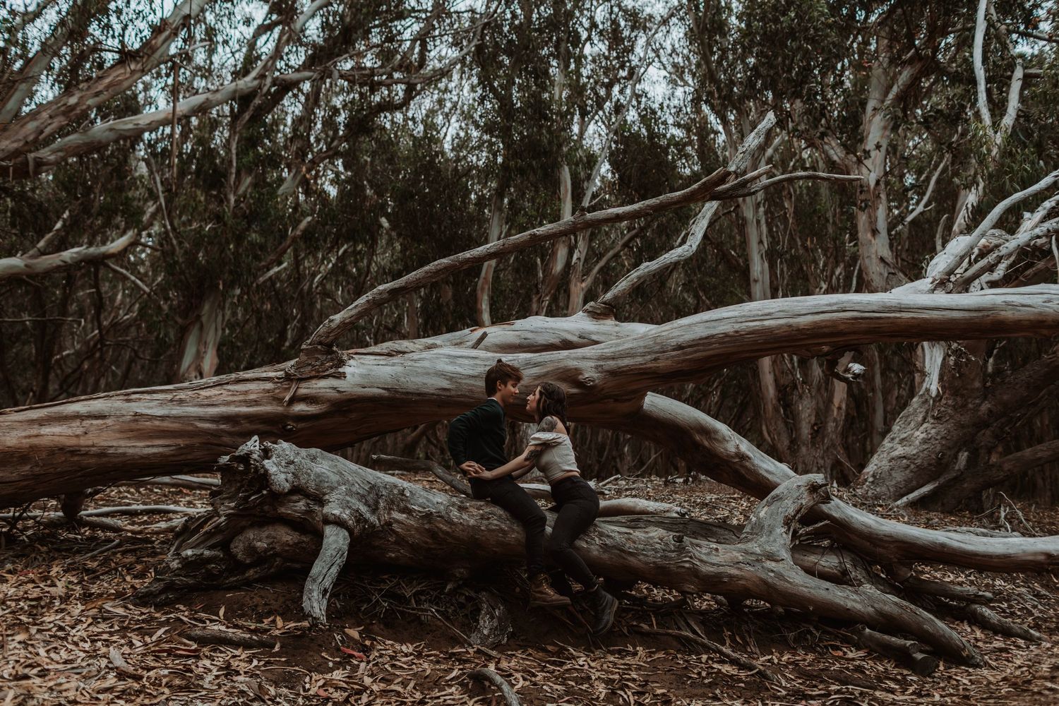 A couple shares a tender kiss while sitting together on a large fallen tree in a dense forest.