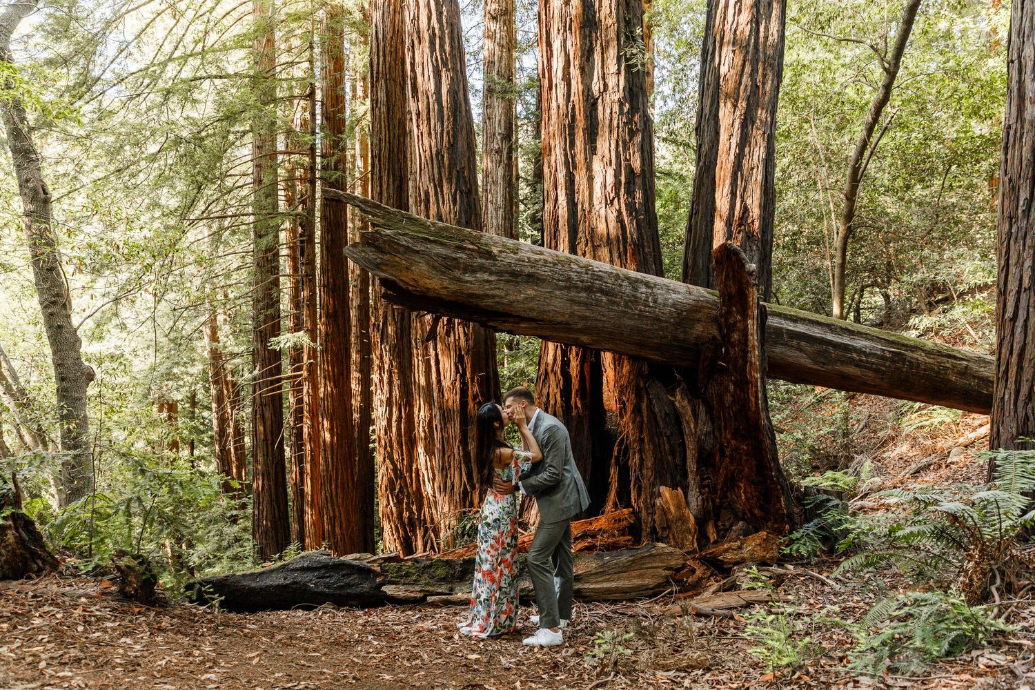 Newly engaged couple embraces beneath a fallen redwood tree in a lush forest setting.