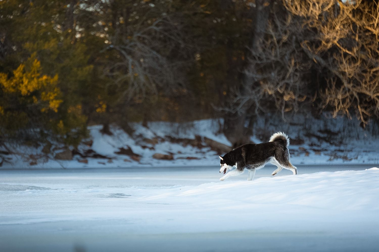 Oklahoma City dog photographer