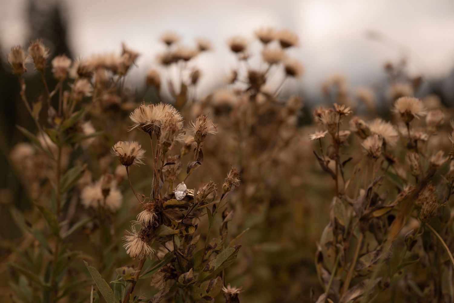 An engagement ring nestled in native plants during a Mt. Rainier elopement.