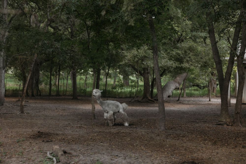 Two white alpacas or llamas grazing peacefully in a shaded woodland area with tall trees.