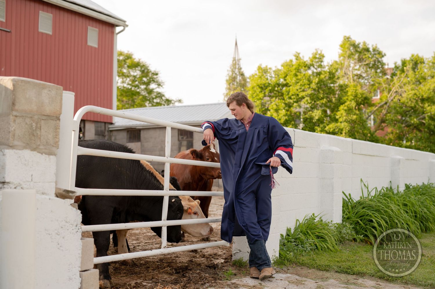 Graduate wearing navy cap and gown posing with cattle at a farm fence.