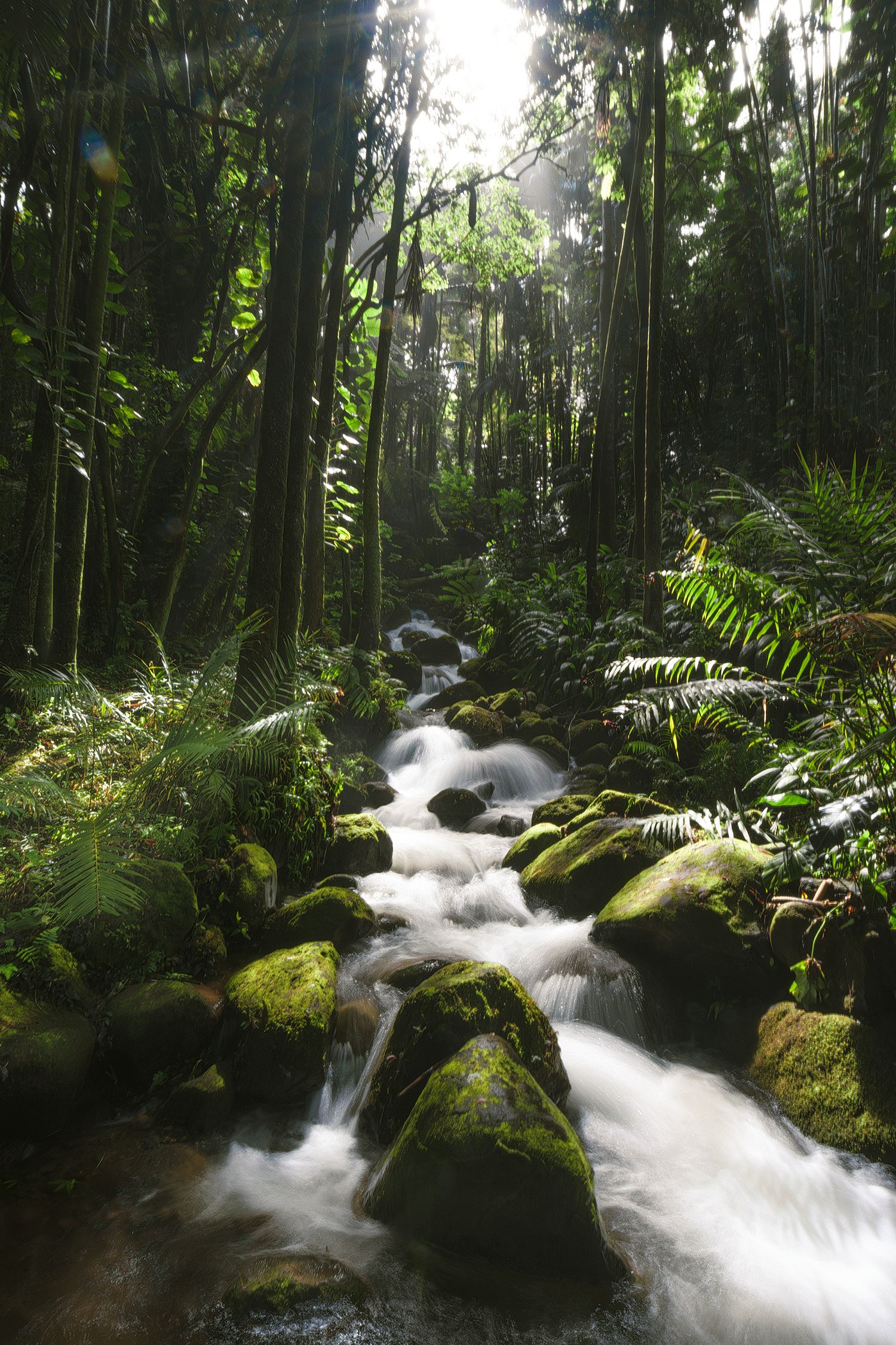 A mossy stream cascades through lush green rainforest vegetation.