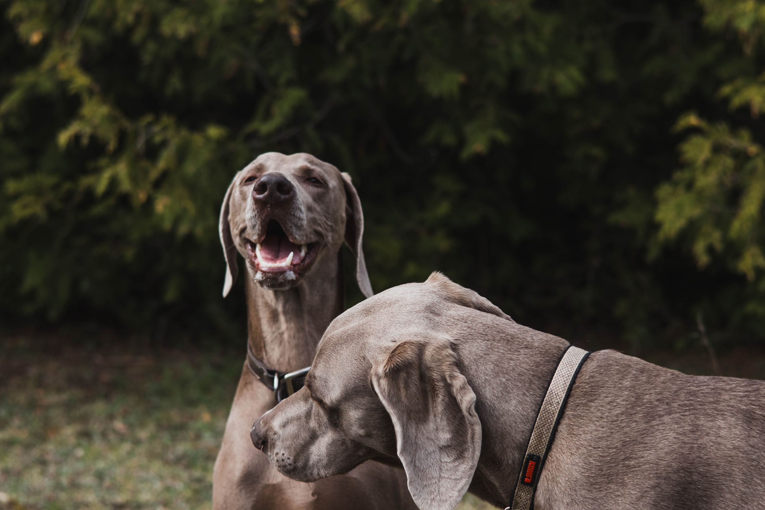 Happy Weimaraner dog with gray coat enjoying outdoor playtime.