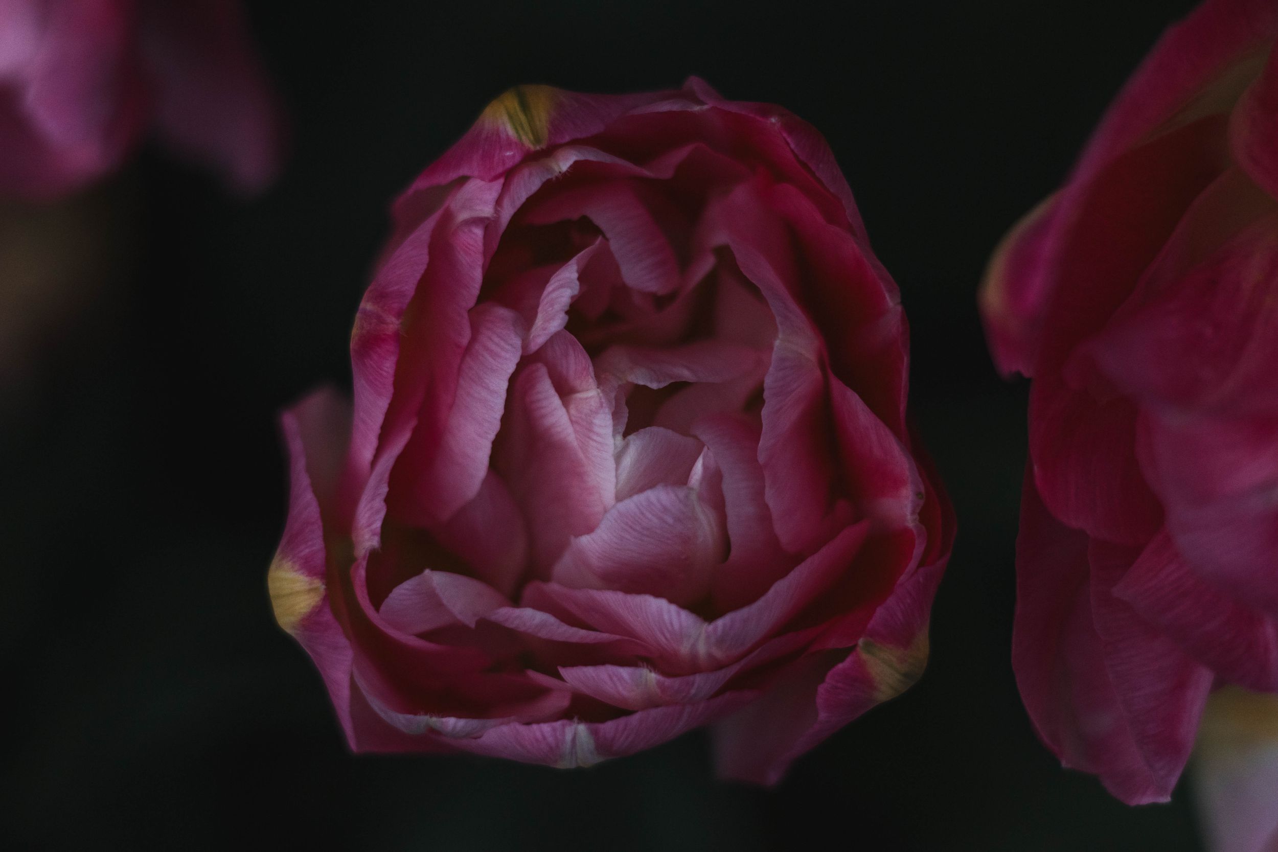 Deep magenta roses with layered petals photographed against dark background.