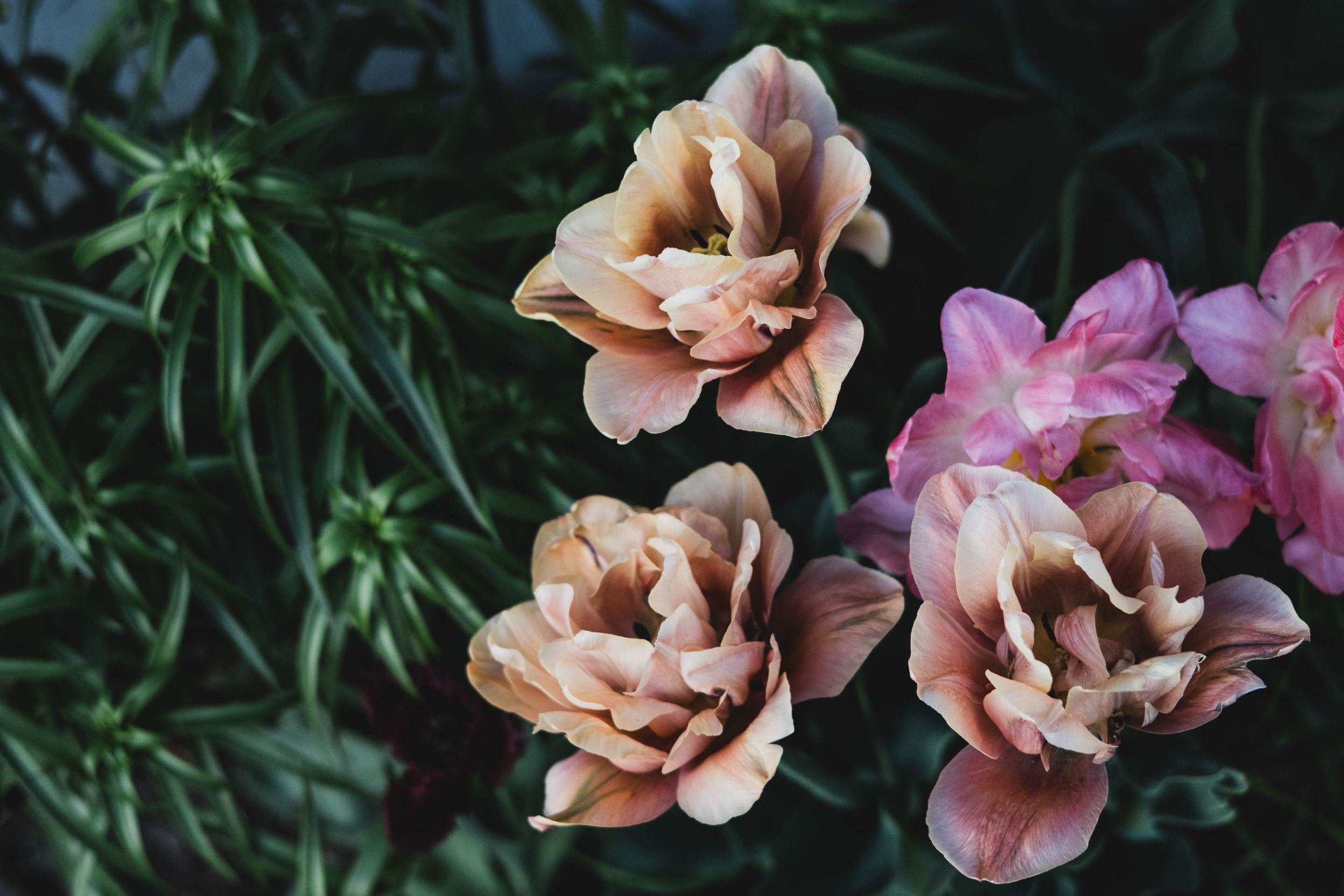 Close-up of delicate pink and purple flowers blooming against dark green foliage.