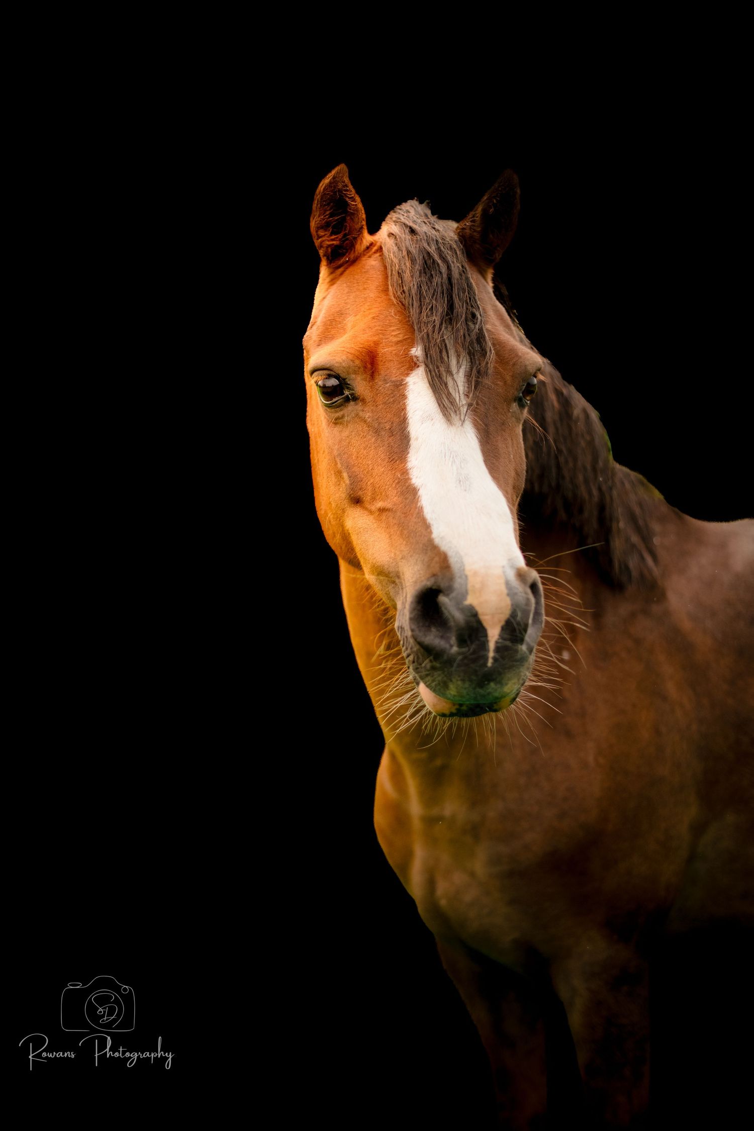 Close-up portrait of a brown horse with white blaze against black background lit with dramatic lighting.