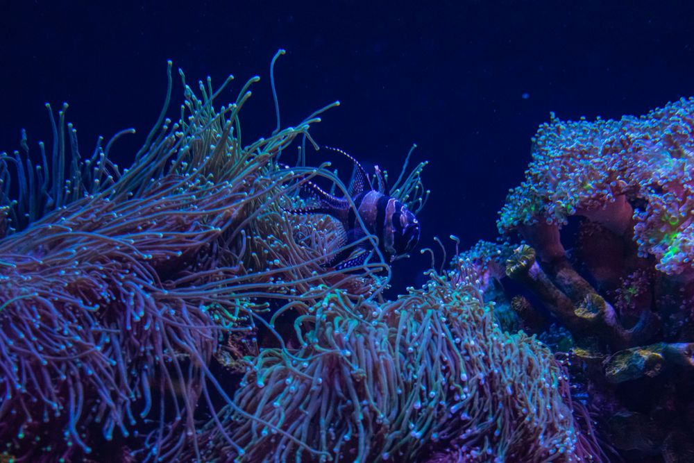 Fluorescent coral formations glowing in blue underwater environment.