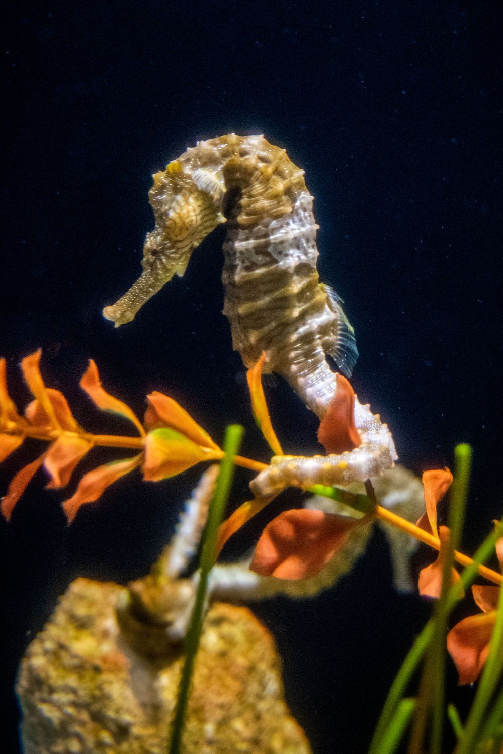 A detailed close-up of a golden seahorse perched on coral with orange plants in the background.