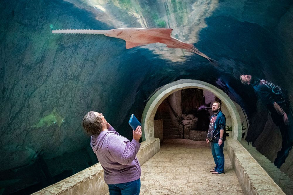 Visitors walk through an underwater tunnel at an aquarium with large fish models overhead.