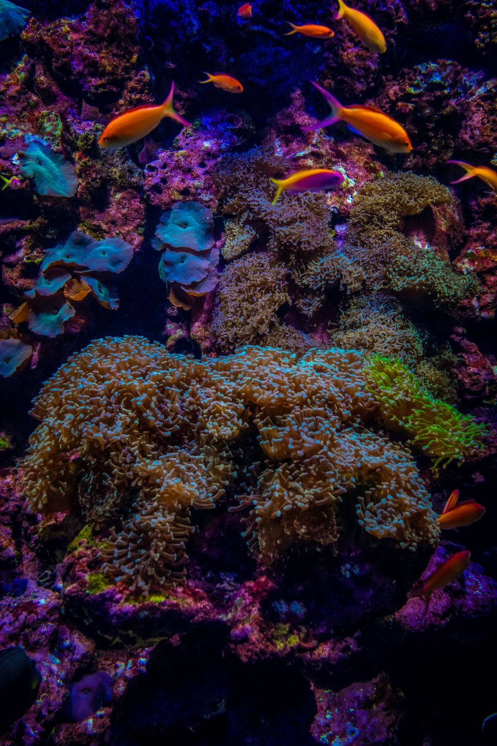 Vibrant coral reef aquarium display featuring orange and blue tropical fish swimming among purple corals.